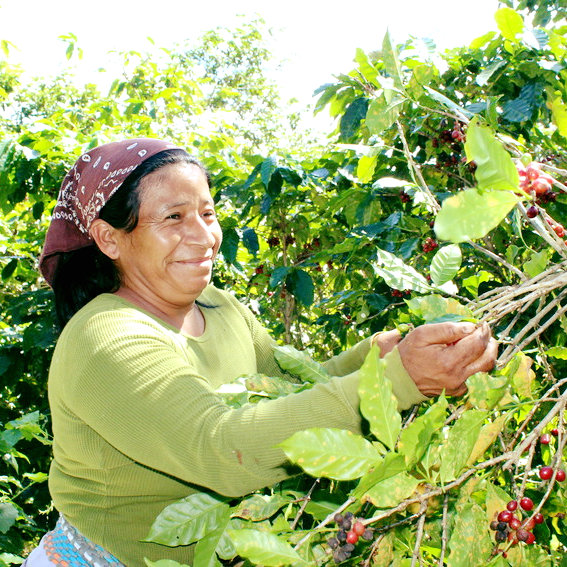 Trade Aid Better Day Blend | Beans